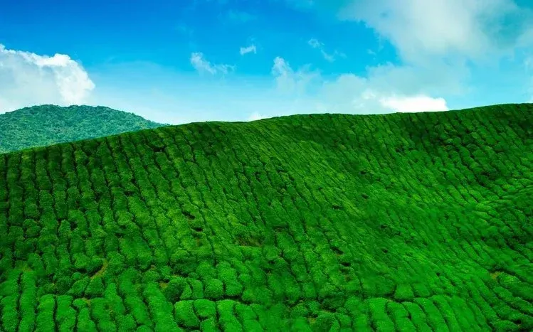 Green tea plantation landscapes with low-growing tea plants.