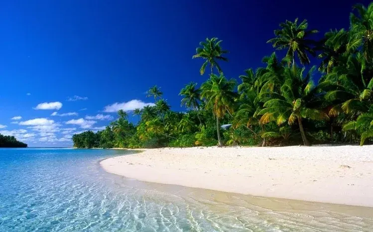 Tropical beach imagery with palm trees, blue sea and green-and-blue colors.