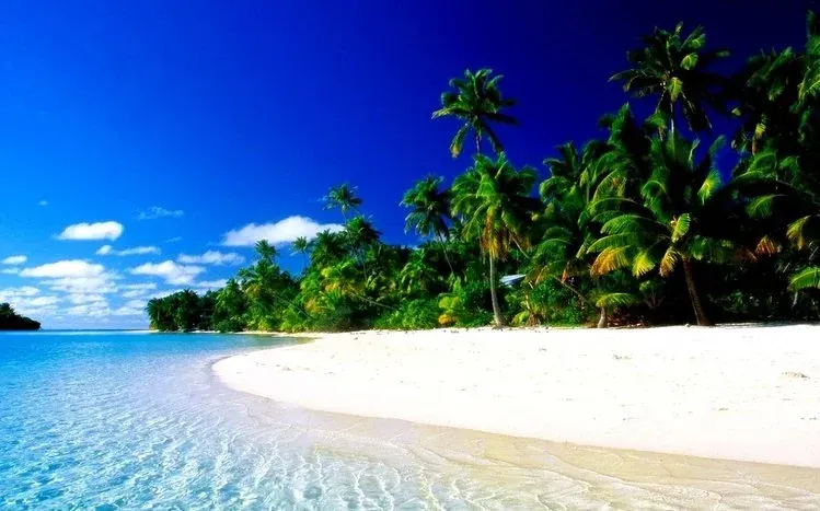 A collection of 15 tropical-themed nature photographs.