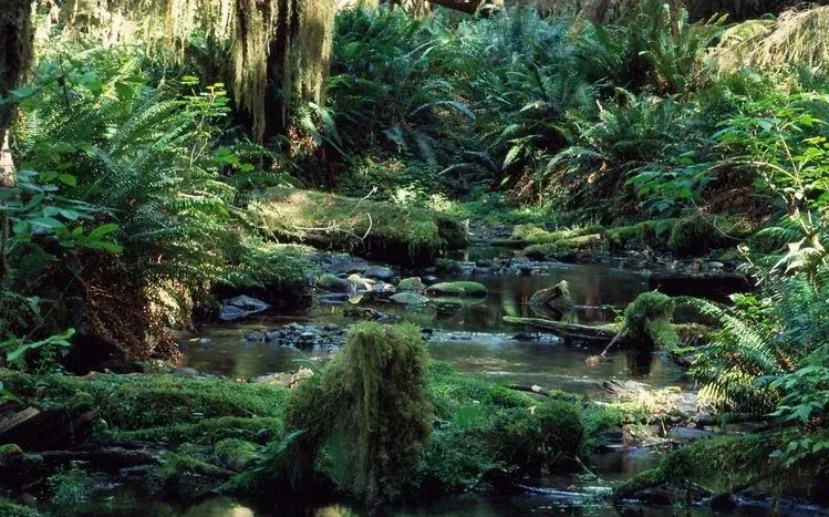 Tropical rainforest wallpapers centered on lush green vegetation.