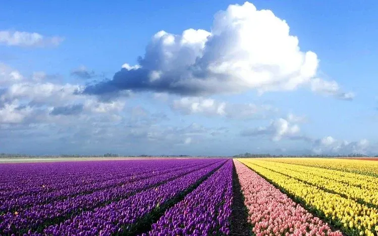 Tulip wallpapers featuring flowers in purple, white, yellow, and pink.