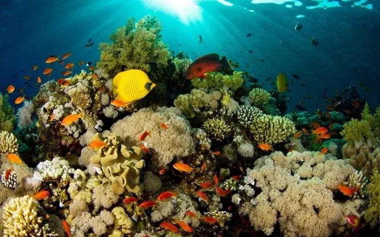 Fish in clear blue underwater scenes, with water appearing nearly colorless in places.