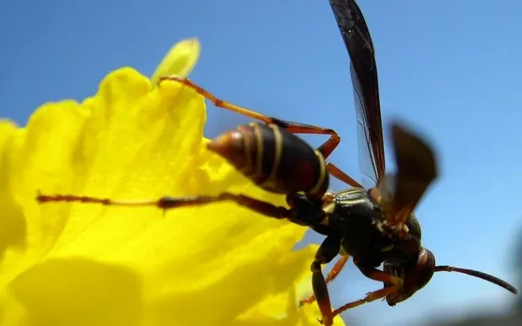 Close views of wasps with bright coloration.