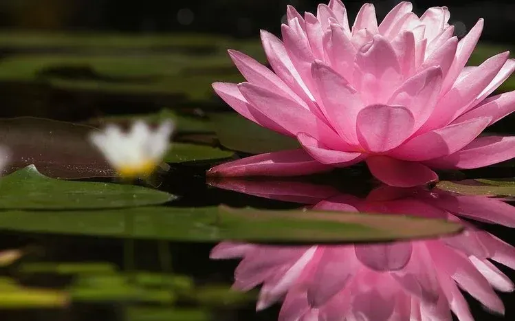 Water lily flowers with distinctive petals and rounded, notched leaves.