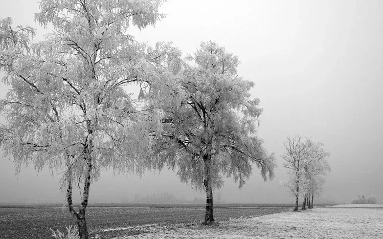 Snow-covered winter trees with white and silver tones.