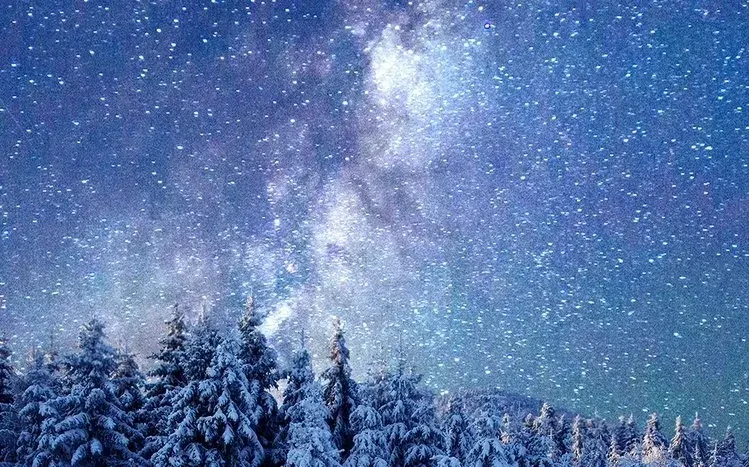 Winter forests with snow-covered trees, snowy bushes, and sunlight.