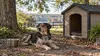 A dog rests in a clean shaded Alabama yard beside a weatherproof shelter and a safe trolley-run cable.