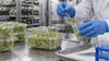 Laboratory technician samples packaged broccoli sprouts on a food safety inspection table