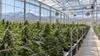 Commercial cannabis plants growing in a glass Colorado greenhouse with mountain foothills beyond