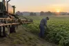 Agronomist examining soybean plants beside an idle unbranded field sprayer at sunrise