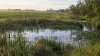 Freshwater wetland and narrow stream beside an agricultural field in soft morning light