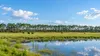 Illustrative Florida pasture with distant cattle, pine woods and a small wetland