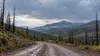 Rain-wet road crossing a partly burned mountain forest in northern New Mexico