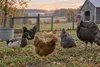 A small mixed backyard poultry flock in a clean rural Iowa enclosure at dawn