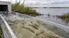 Illustrative juvenile red drum in a clear release trough beside a Louisiana coastal marsh.