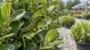 A box tree moth caterpillar feeds on damaged boxwood leaves at a plant nursery.