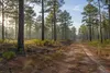 Maintained management road through a healthy pine forest in Mississippi
