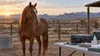 Healthy horse beside veterinary inspection equipment in a New Mexico ranch corral