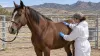 A veterinarian examines a healthy horse in a secured inspection pen against the dry hills of southwestern New Mexico.