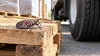 AI-generated editorial image of a spotted lanternfly on a freight pallet beside an unbranded truck tire.