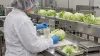 A food-safety technician examines iceberg lettuce on a stainless-steel processing line