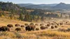 American bison moving through golden grassland in South Dakota’s Black Hills.