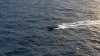 An unmarked high-speed boat crosses open water in a representative maritime-surveillance scene.