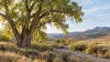 AI-generated illustrative mature cottonwood beside a dry wash in southwestern grasslands; not the Lochiel tree.