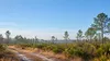 Illustrative view of dry pine flatwoods and palmettos along a sandy firebreak in Florida.