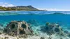 Illustrative view of porous reef structures and young coral off the Hawaiʻi coast.