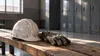 AI-generated illustration of an unbranded hard hat and work gloves in an empty industrial changing room; not an actual Illinois mine or worker.
