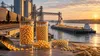 Editorial illustration of Illinois corn and soybean samples with rail and barge export logistics in the background