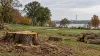 AI-generated editorial view of tree stumps and remaining trees at a public golf course near the Washington Monument.