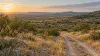 AI-generated illustration of Texas-like grassland, thornscrub and an unpaved road; not a named wildlife management area or actual survey route.