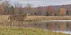 Illustrative white-tailed deer standing beside a pond in an autumn Wisconsin woodland