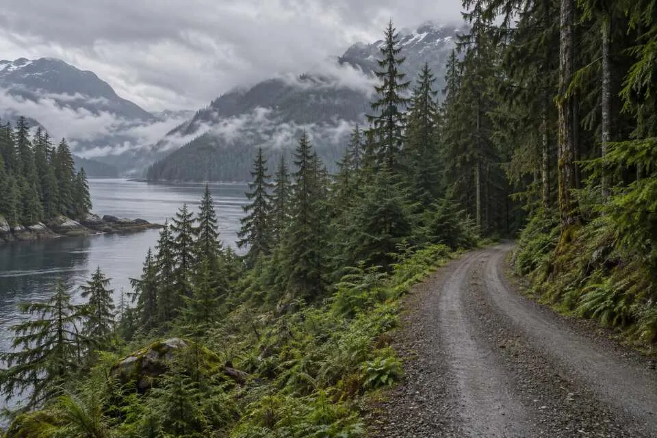 Misty coastal rainforest and a gravel road in Southeast Alaska