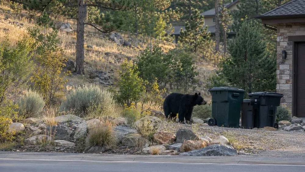 Black bear near secured trash containers at the edge of a dry Colorado foothill neighborhood.