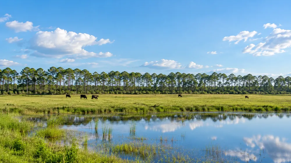 Illustrative Florida pasture with distant cattle, pine woods and a small wetland