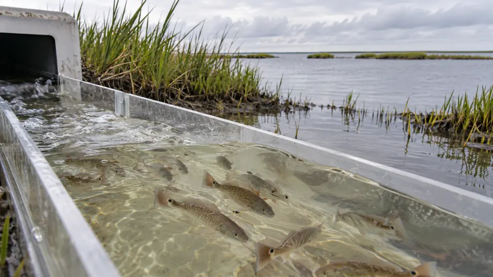 Illustrative juvenile red drum in a clear release trough beside a Louisiana coastal marsh.