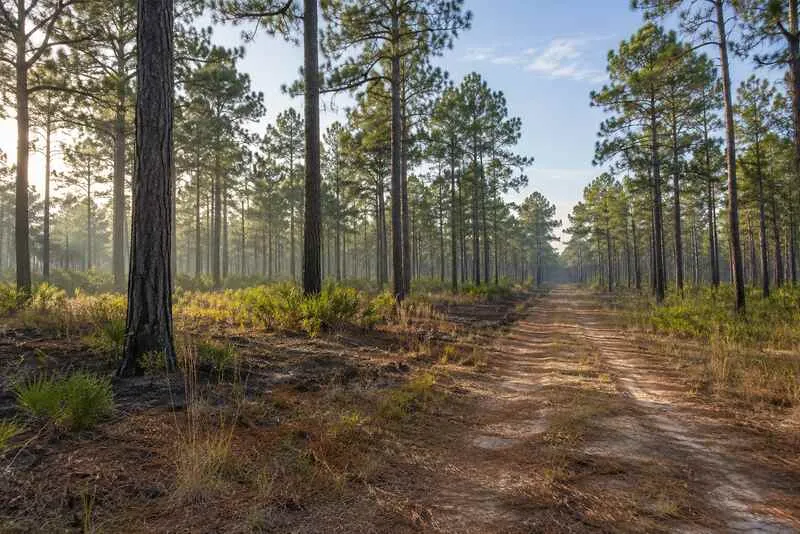 Maintained management road through a healthy pine forest in Mississippi