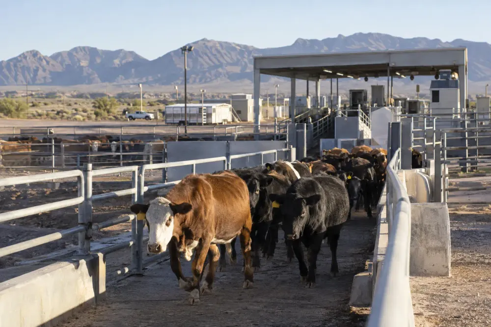 Cattle moving through an inspection corral in a desert border landscape
