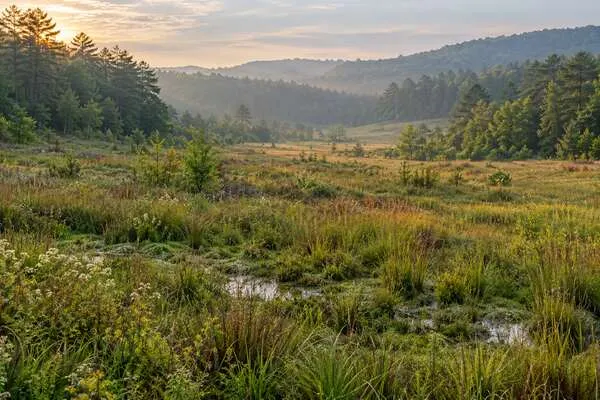 A sunlit seepage fen bordered by grassland and mixed forest on Tennessee’s Highland Rim.
