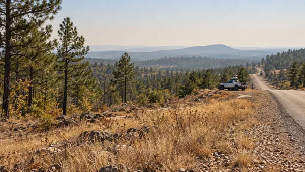 Dry Arkansas pine woodland and grass beside a rural road under hazy late-summer skies