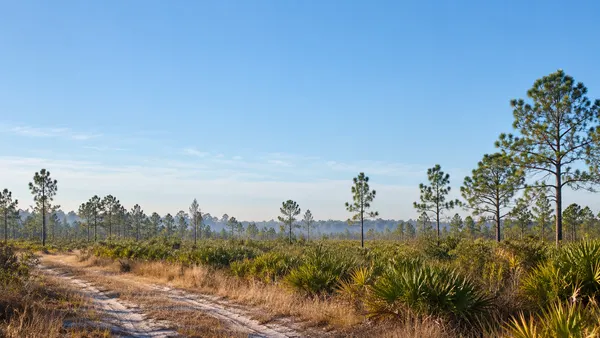 Vista ilustrativa de pinhais secos e palmeiras ao longo de uma faixa de areia corta-fogo na Florida.