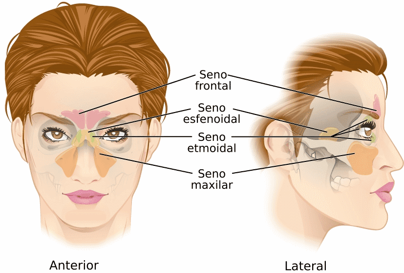 a face mapping the sinus. Seno-frontal, seno-esfenoidal, seno-etmoidal...
