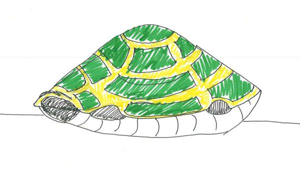 It's a turtle huddled up inside its shell. By John