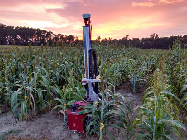 The Robotanist drives through a young sorghum field, four sturdy wheels and one long tower on its front.