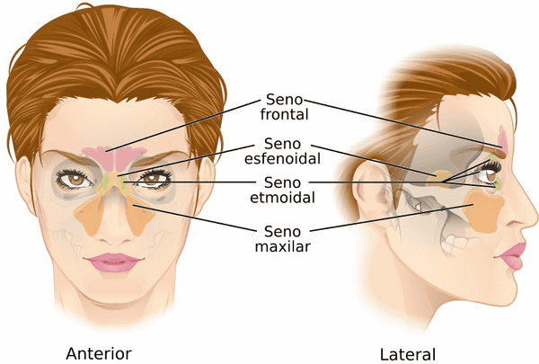 a face mapping the sinus. Seno-frontal, seno-esfenoidal, seno-etmoidal...