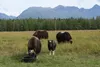 Musk ox from Windy Valley Musk Ox Farm chow down on some feed Friday, August 21, 2015. Todd Pettit, the head of the 2015 Alaska State Fair Farm Family of the Year, manages the farm in additio