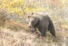 File photo Although most black bears should be in their winter
dens by now, there are still other species of bears that may still
be out and about.